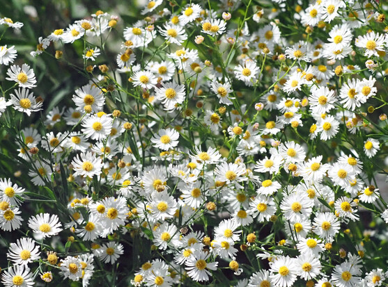 A dense group of small, white, daisy-like flowers with yellow centers. This is some type of aster, perhaps awl asters. 
