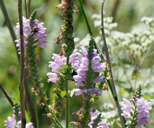 This the the obedient plant, so named because if you bend the stem, it will stay where you put if, at least for awhile. It has long stalks and puts forth pink-lavender flowers that look a bit like snapdragon flowers all the length of the stems. 