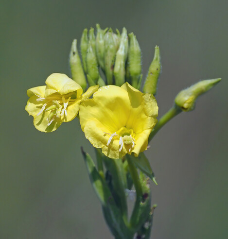 Evening primrose flowers bloom at the end of long stalks. They are bright yellow and bloom at night, closing during the day (hence the name). 
