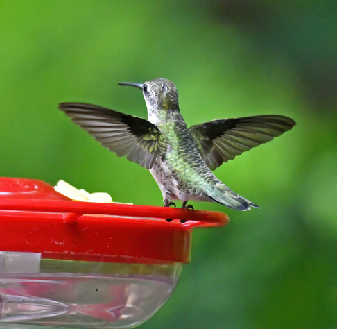 A different ruby throated hummingbird perches on the nectar feeder, wings spread.