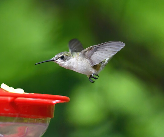 A ruby throated hummingbird in flight approaches the nectar feeder at full speed.