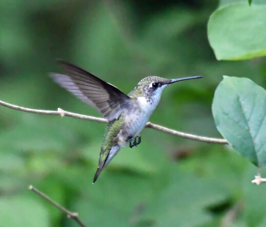 A ruby throated hummingbird hovers in the air, having just jumped off the twig it was perching on.