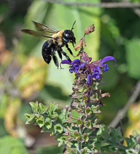 A carpenter bee (big, black and yellow and fuzzy) is just about to land on meadow sage, with deep purple flowers.. 