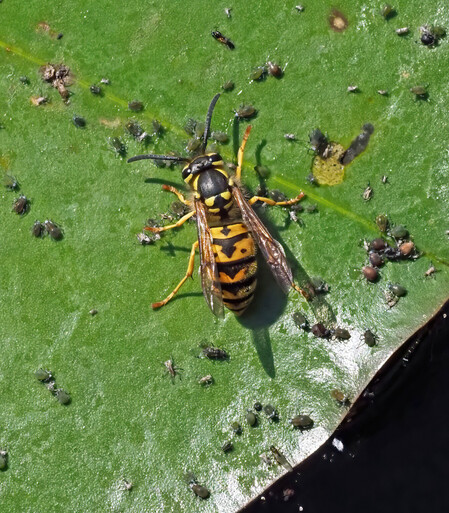 This interesting insect is a German yellowjacket, an invasive species. It is black and red, like other yellowjackets, with yellow legs and interesting geometric patterns that look like arrows on its back. The little brown things around it are brown citrus aphids, I think. 