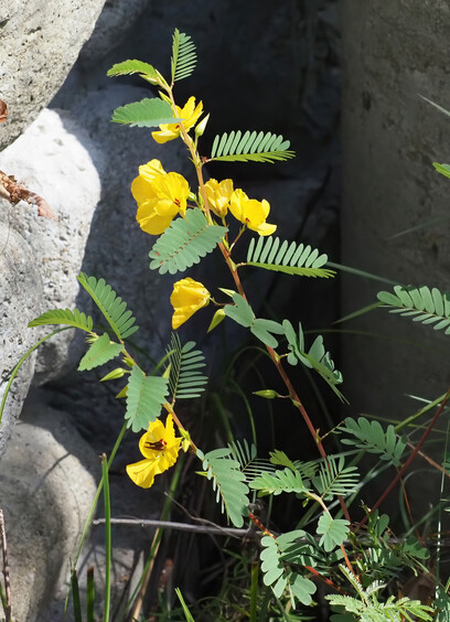 This is the pea partridge plant, also known as the "sensitive plant" because its leaves will move when you touch them. It has pretty yellow flowers that look vaguely like pea flowers.