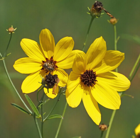 This is tall coreopsis (also known as tickseed). It is a medium sized flower with bright yellow petals and a brown center. On the left flower is a small dark brown bee with yellow stripes on its abdomen, probably a tripartite sweat bee. 