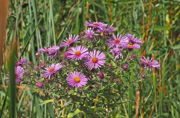 These are my favorite fall flowers, New England asters. The plants can grow more than 6 feet/2 meters in height. The flowers range from pink to purple in color with orange to yellow centers. They are abundant, and usually described as "showy," which I take to mean that they are striking. 