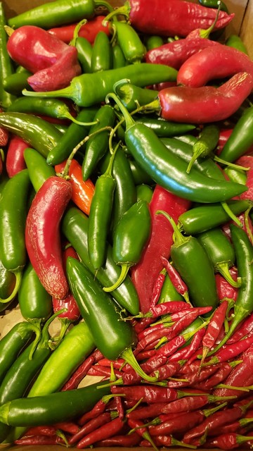 Serrano, jalapeno, pika, and red mystery peppers.