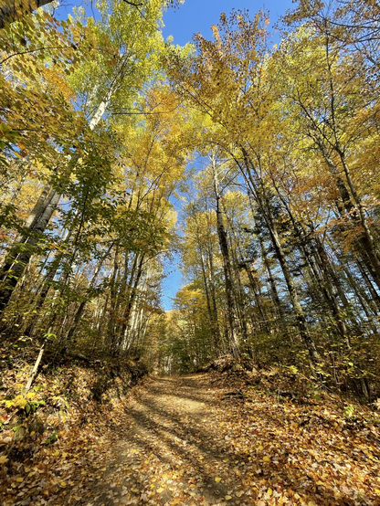 Autumn path, birch trees bright yellow