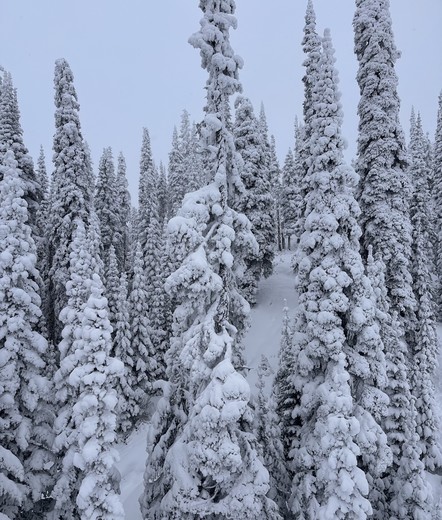 Snow covered trees