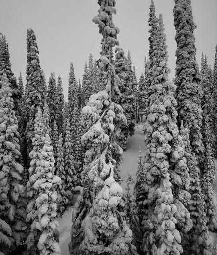 Snow covered trees