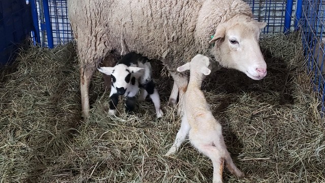 A white ewe stands with a black and white ram lamb underneath her and a white ewe lamb in front of her in a jug (mothering pen) in the barn.