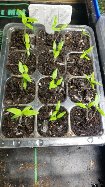 A seed tray full of tomato seedlings under grow lights