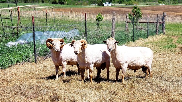 Three mature rams, two with horns, looking naked without their fleeces, stand looking at the camera.
