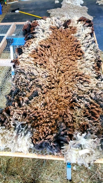 Orca's multicolored fleece on the skirting table, normal side up.