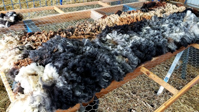 Orca's multicolored fleece on the skirting table with one side folded over showing the inside.