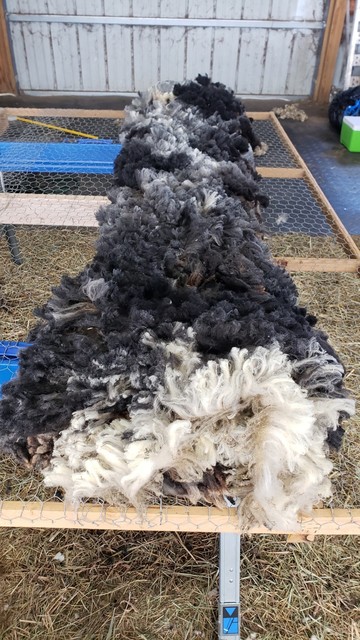 Orca's multicolored fleece on the skirting table all ready to roll up and go in a bag.