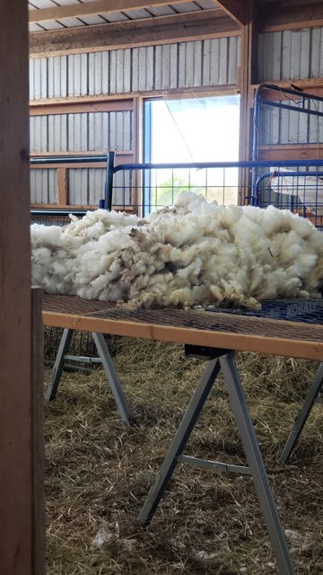A view of the skirting table with a fleece piled on top and an open stall door in the background.