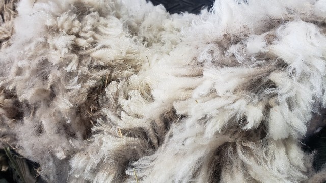 A close-up of the underside of a very fine crimpy fleece looking like a white cloud.