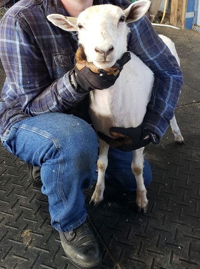 Hubby holding a little white ewe freshly shorn in his arms with his hand under her chin so she will look towards the camera.
