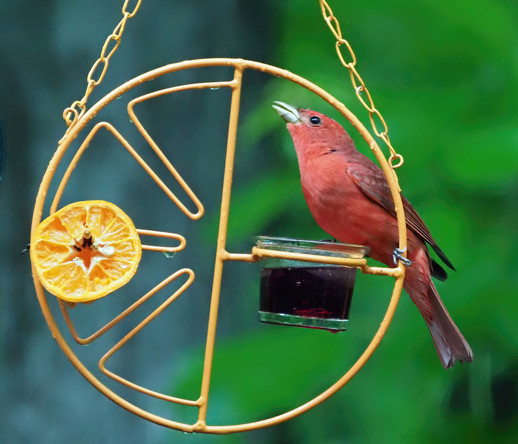 A coral red male summer tanager sits on the feeder in the rain, sipping watered down jelly.