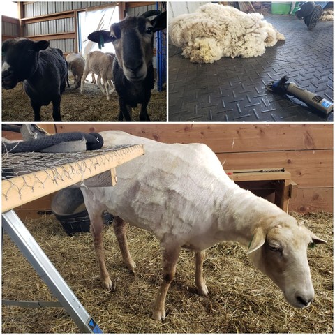 A collage of shorn sheep in the barn and a pile of fleece next to the clippers.