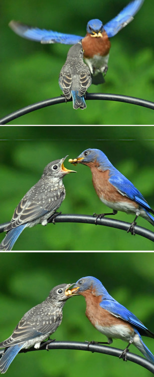 In this set of 3 photos, a baby bluebird fledgling is on the left, with its father on the right. In the first photo, papa flies to join the baby on a shepherd's hood. some mealworms in his beak. In the next two photos, dad feeds the baby. 