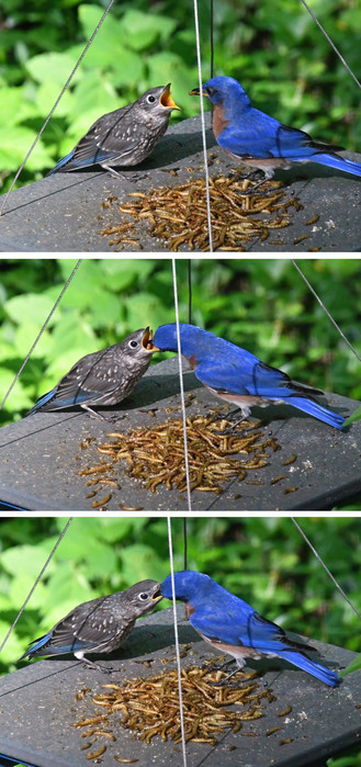 In this set of 3 photos, a baby bluebird fledgling is on the left, with its dad on the right. There is a pile of dried mealworms next to them. The baby is paying no attention to the mealworms and is honed in on its dad, who picks up some worms and feeds the baby. 