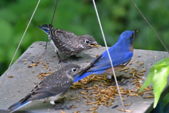 The adult male bluebird is on the right and the two fledglings on on the left. Dad had been feeding the pair, but when he got a bit too slow, one of the babies (at the top) started feeding himself. 