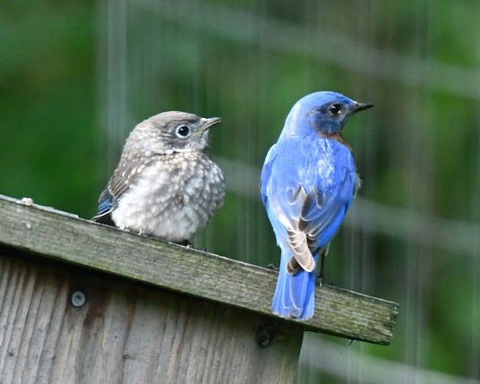 Adult male bluebird on right, fledgling on left. They are resting on the top of a nesting box and watching the activity at the feeders.