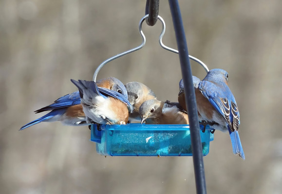 Bluebirds crowded into a small mealworm feeder in February.