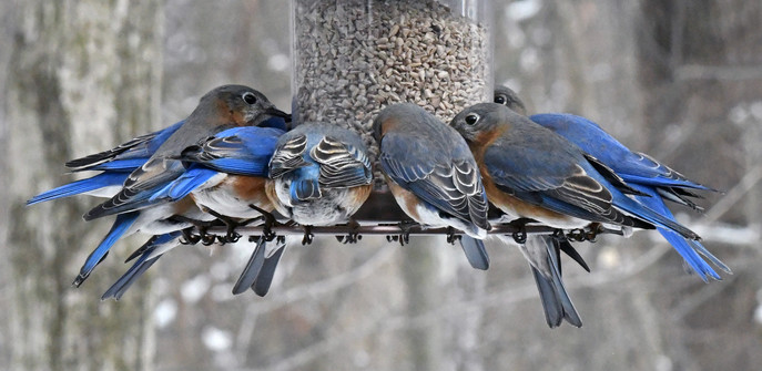 Bluebirds crowded onto a sunflower hearts feeder in January