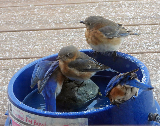 Bluebirds crowded around the heated drinking bowl on a bitterly cold day in winter.