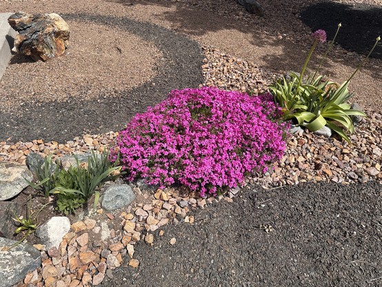Purple/pink flowers blooming on a bush amongst a xeriscaped garden.