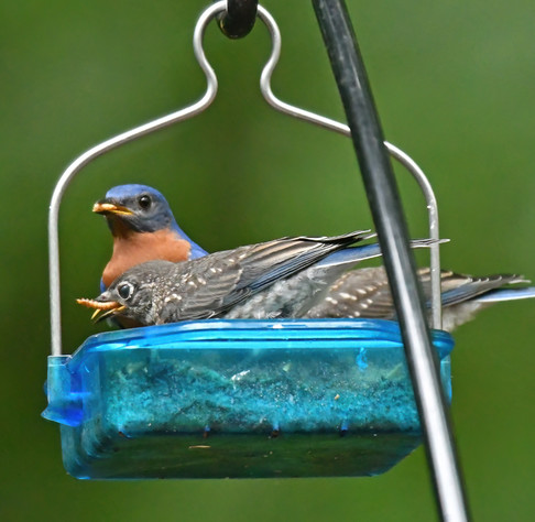 Adult male bluebird (in the background) has a mealworm in its mouth, as does 1 of the two fledgling bluebirds. 