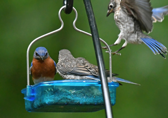 A third fledgling bluebird is coming in for a landing on this peaceful scene.