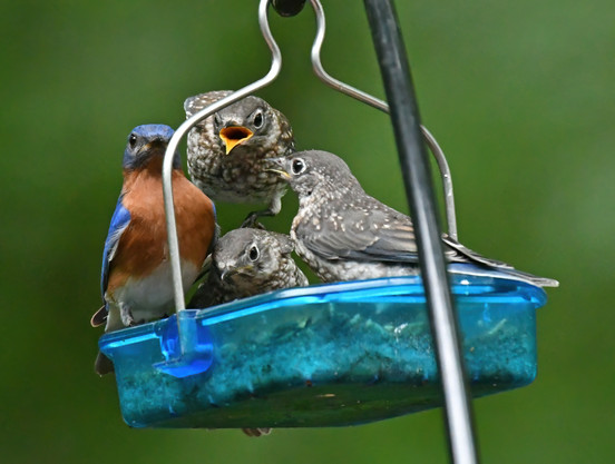 The newly arrive bluebird has landed squarely the on the back of one of its siblings and opens its mouth, demanding to be fed. 
