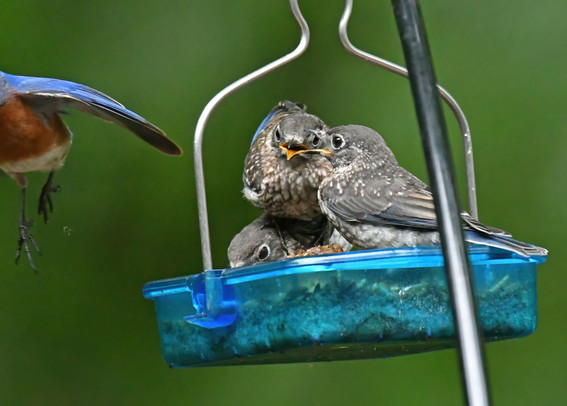 Too much chaos for Daddy Bluebird, he bails out the side of the feeder. 