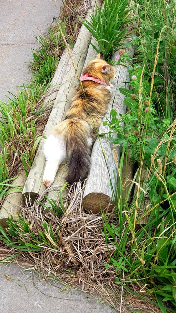 A long-haired calico cat with a colorful collar lays in her tummy with her back feet stretched out behind her showing her toe beans on a pile of fencing in the shade.