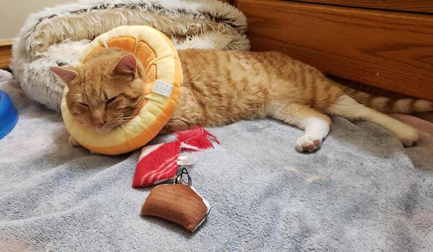 An orange dappled tom cat with white legs and an orange slice around his neck to keeping him licking or chewing lays on a towel on the bathroom rug at the base of the vanity with a fluffy cat bed in the background and a couple cat toys in the foreground.
