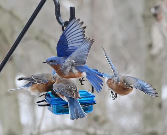 Two bluebirds fly away from the feeder, leaving 3 still inside.
