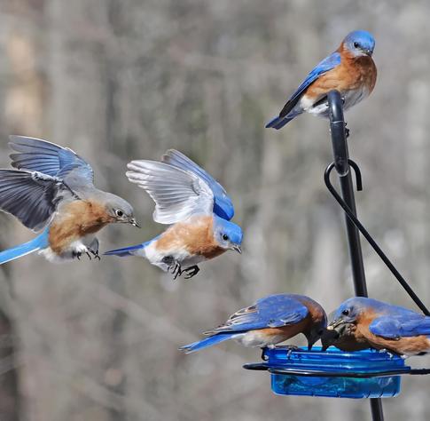 Two bluebirds fly up to the feeder while two are already in it and one bird perches above. 