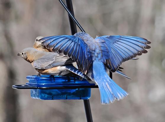 A male bluebird spreads his wings and shows the bright blue feathers on his back, wings and tail as he lands on the feeder. 