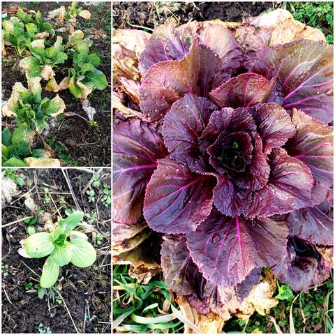 A collage of pics from top left: collard greens with the tips of their outer leaves very frost burnt, but whole green leaves in the centers; a red cabbage looking fabulous and starting to head up; and a small baby bok choy, the most unlikely survivor.