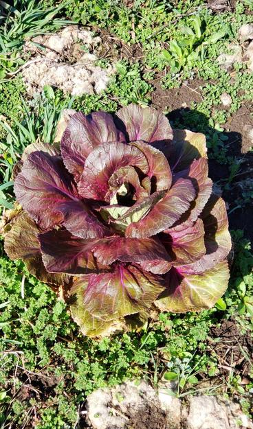 A close-up of a red chinese cabbage starting to head up.