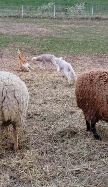 Two lambs try to play with an orange cat who isn't having it, so they end up chasing and bouncing after him.