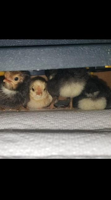 Four chicks huddle under a "mother hen" heating plate, two with their fluffy butts to the camera.