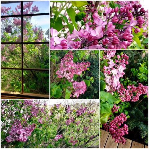 A collage of pics of a lilac bush in full bloom.