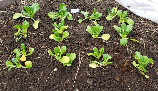 12 freshly planted bok choy starts.