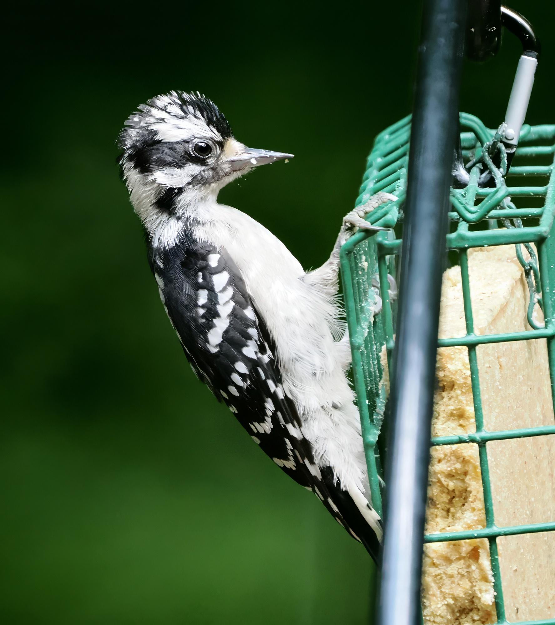 This is a baby downy woodpecker. It has erected some feathers on the top of its head, probably because it saw something that bothered it and it wanted to look fierce. It is also making itself at home on the block suet feeder. It's easy food for a baby, in that it doesn't require much hammering in this head and it provides a lot of protein. 